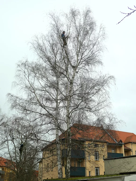 Birke vorher